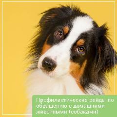 Профилактические рейды по обращению с домашними животными (собаками)