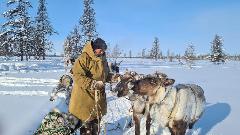 В сёлах Ламутское и Чуванское Анадырского района продолжается подготовка к Гонке на оленьих упряжках «Ръилет-2023»