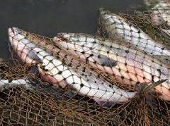 В эту субботу в Анадырском районе отметят День рыбака