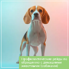 Профилактические рейды по обращению с домашними животными (собаками)