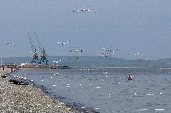  Жители Чукотки могут подать документы на включение в реестр КМНС через МФЦ