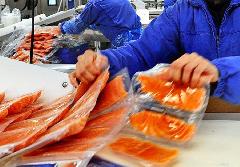 Новый резидент промпарка «Анадырь» построит завод по переработке рыбы