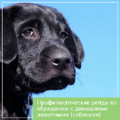 Профилактические рейды по обращению с домашними животными (собаками)