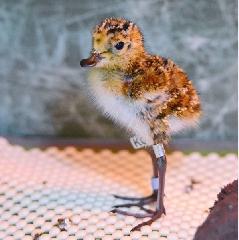 В Анадырском районе проходят общественные обсуждения по организации «Природного парка «Земля кулика-лопатня»