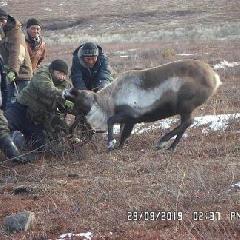 В оленеводческих хозяйствах Анадырского района продолжается осенняя корализация