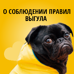 Профилактические рейды по обращению с домашними животными (собаками)