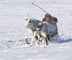 Гонки на оленьих упряжках "Ръилет 2023" пройдут на территории Анадырского района