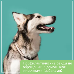 Профилактические рейды по обращению с домашними животными (собаками)