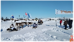 В период с 7 по 15 марта 2025 года на территории Анадырского муниципального района пройдут гонки на оленьих упряжках "Ръилет - 2025".