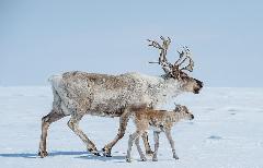  Традиционный праздник «Кильвей» состоится на территории Анадырского муниципального района.