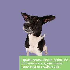 Профилактические рейды по обращению с домашними животными (собаками)