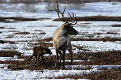 В селе Снежное появится оленеводческое хозяйство