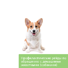 Профилактические рейды по обращению с домашними животными (собаками)