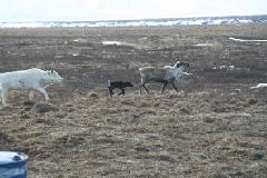 В гостях у бригады № 8 МУП СХП «Канчаланский»