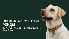 Профилактические рейды по обращению с собаками: итоги октября