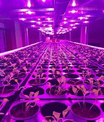 На прилавках Беринговского появилась свежая зелень