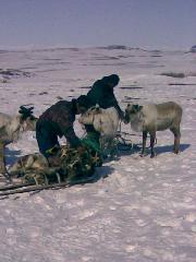 Новости из тундры