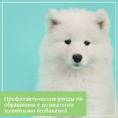 Профилактические рейды по обращению с домашними животными (собаками)