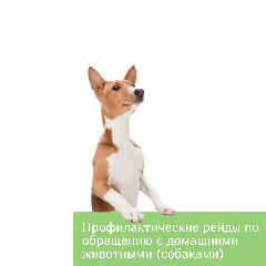 Профилактические рейды по обращению с домашними животными (собаками)